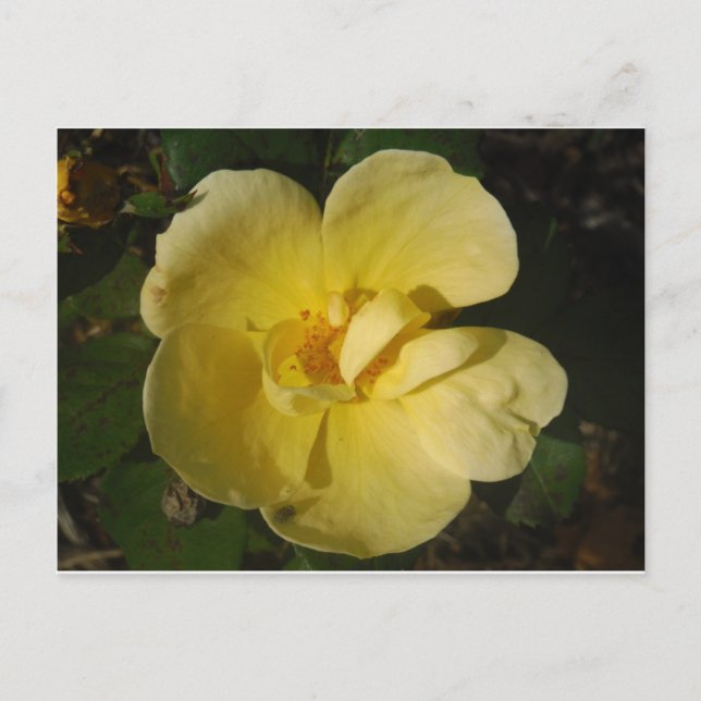 Wild Yellow Rose Postkarte (Vorderseite)