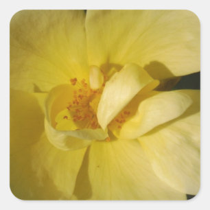Wild Yellow Rose Quadratischer Aufkleber