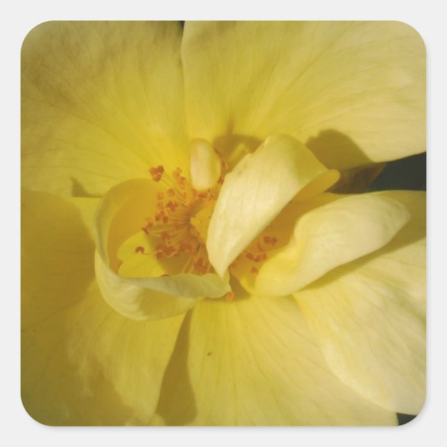 Wild Yellow Rose Quadratischer Aufkleber (Vorderseite)