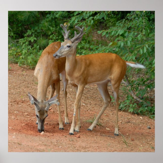 Wild Young Bucks Poster (Vorne)