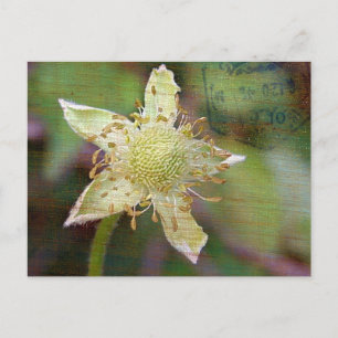 WILDBLUME 4 POSTKARTE