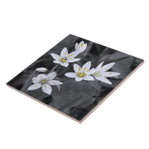 Wildblume Cluster Makro Foto Keramik Tiles Fliese