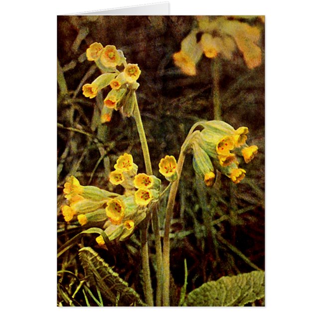 Wildblume: Cowslip (Vorne)