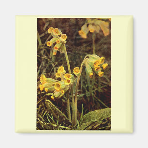 Wildblume: Cowslip Magnet
