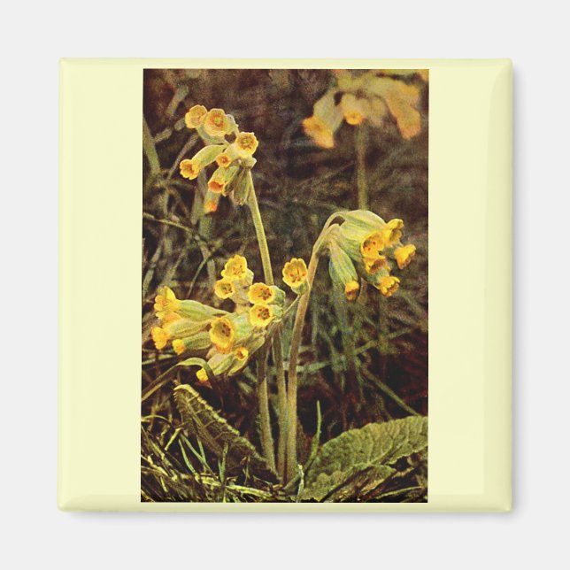 Wildblume: Cowslip Magnet (Vorne)