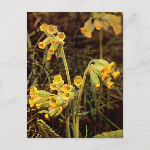 Wildblume: Cowslip Postkarte
