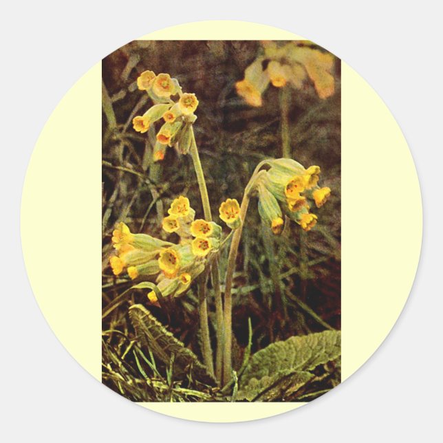 Wildblume: Cowslip Runder Aufkleber (Vorderseite)