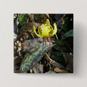 Wildblume der Forelle Lily - Erythronium americanu Button