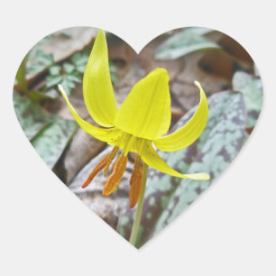 Wildblume der Forelle Lily - Erythronium americanu Herz-Aufkleber