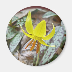 Wildblume der Forelle Lily - Erythronium americanu Magnet