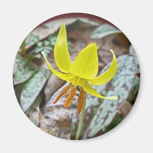 Wildblume der Forelle Lily - Erythronium americanu Magnet (Vorne)