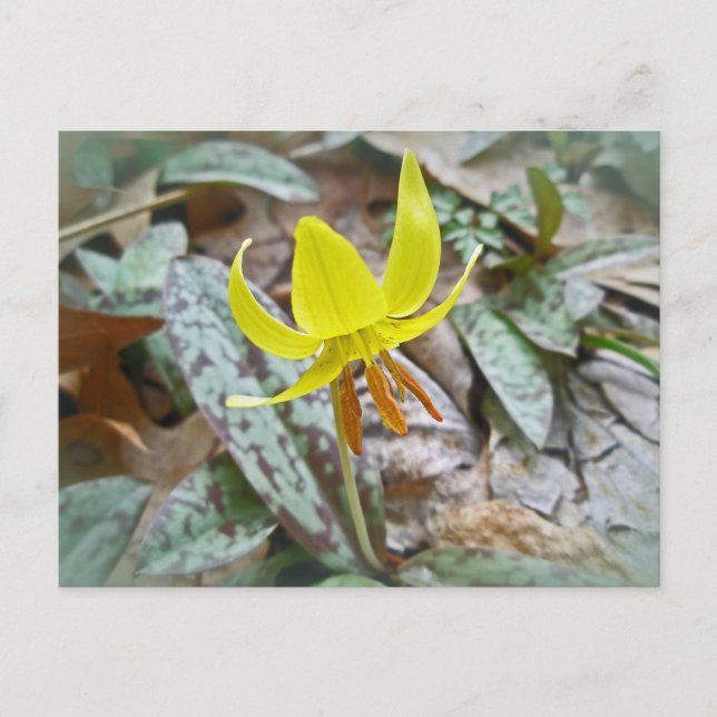 Wildblume der Forelle Lily - Erythronium americanu Postkarte (Vorderseite)