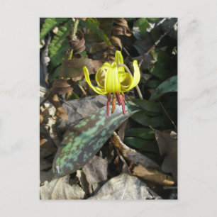 Wildblume der Forelle Lily - Erythronium americanu Postkarte