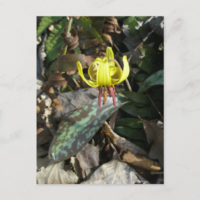 Wildblume der Forelle Lily - Erythronium americanu Postkarte (Vorderseite)