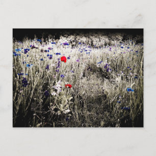 Wildblume Farbisolierung Postkarte