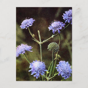 Wildblume: Feldwissenschaft Postkarte