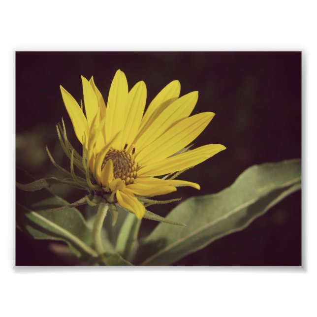 Wildblume Fotodruck (Vorne)