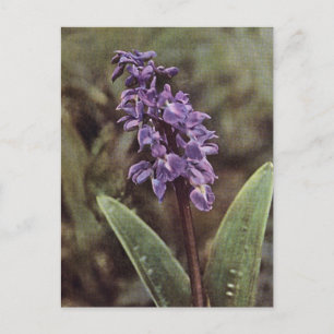 Wildblume: Frühe Lila Orchideen Postkarte