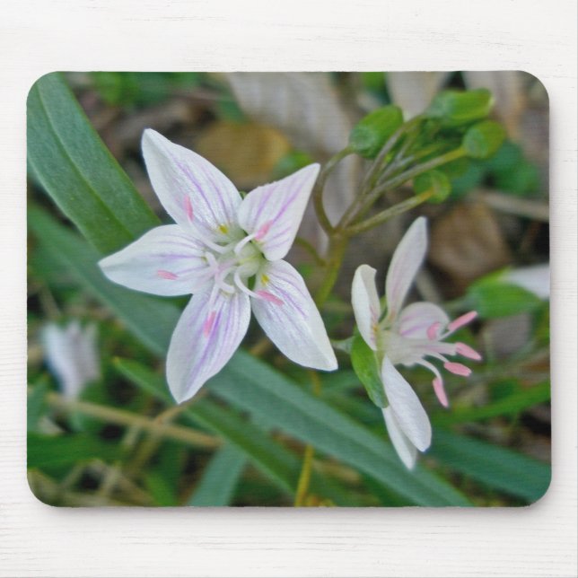 Wildblume für die Frühlingsbeauty Mousepad (Vorne)