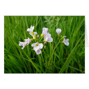 Wildblume-Genuss