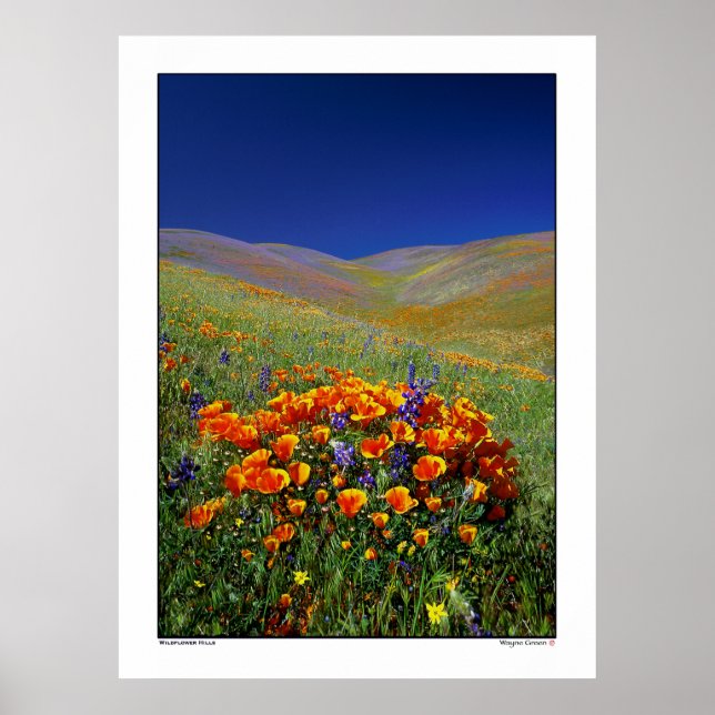 Wildblume Hills Poster (Vorne)