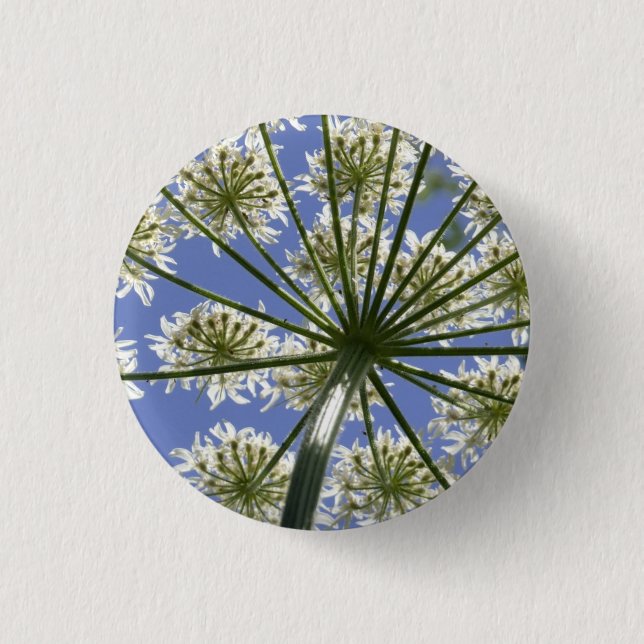 Wildblume Hogsweed Blume Button / Abzeichen (Vorderseite)