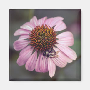 Wildblume - Lila Blüte / Echinacea Magnet