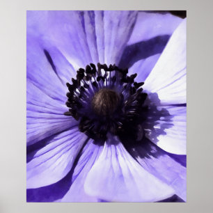Wildblume Lilac Blue Anemone Poster