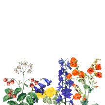 Wildblume Meadow Spring Blumenkolorierte Hochzeit