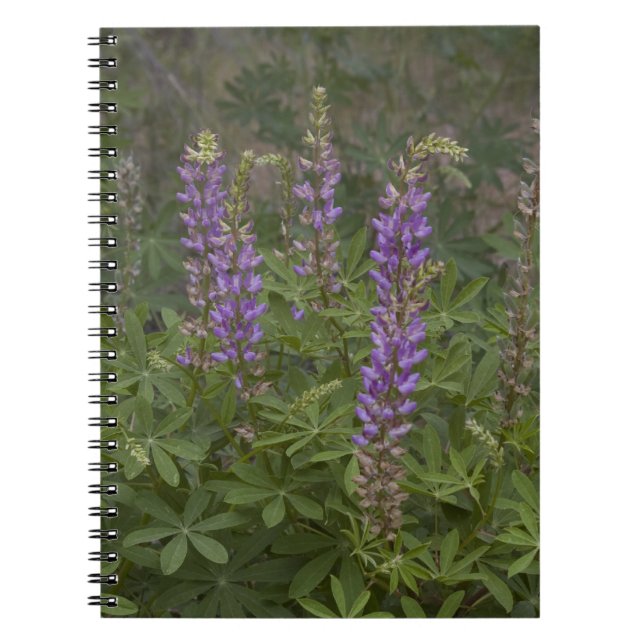 Wildblume Notizblock (Vorderseite)