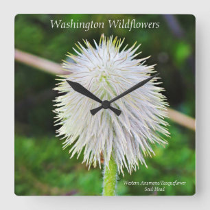 Wildblume Pasqueflower White Seed Head Quadratische Wanduhr