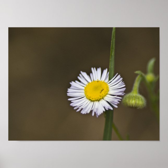 Wildblume Poster (Vorne)