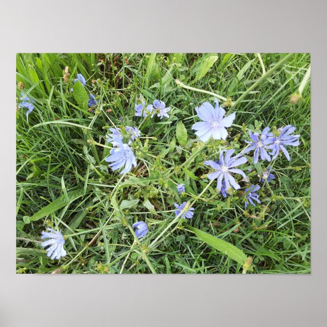 Wildblume Poster (Vorne)