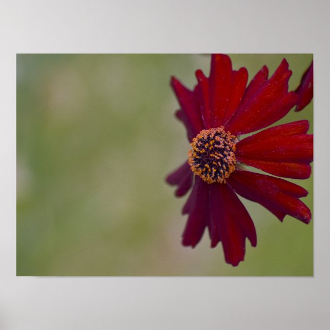 Wildblume Poster 1 (Vorne)