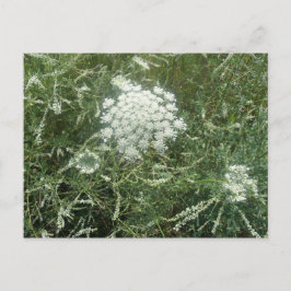 Wildblume Postkarte