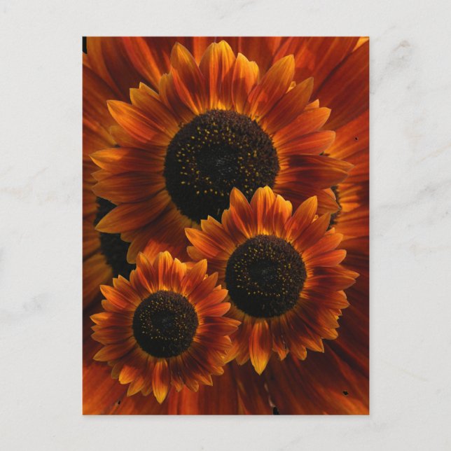 Wildblume Sonnenblumen Postkarte (Vorderseite)