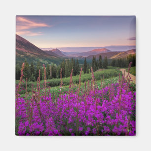 Wildblume Sunrise   Crested Butte, Colorado Magnet