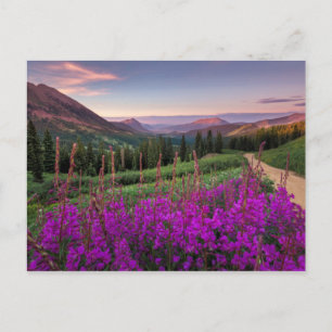 Wildblume Sunrise Crested Butte, Colorado Postkarte