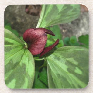 Wildblume Untersetzer