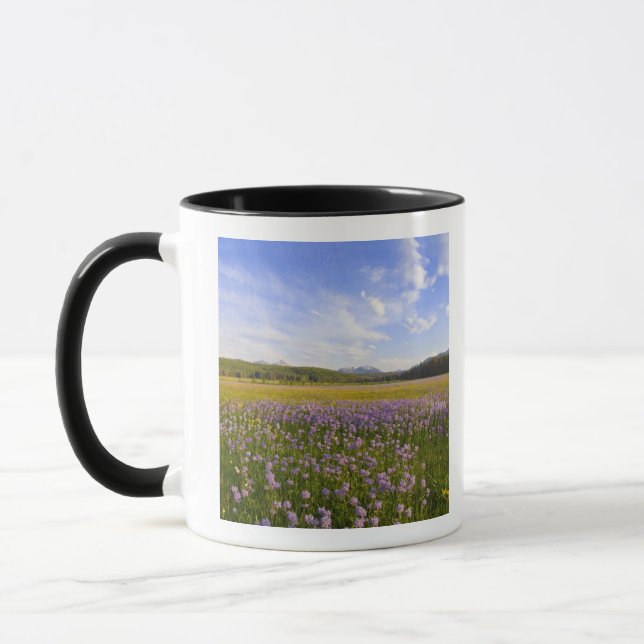 Wildblume von Penstemon im 2. Tasse (Links)