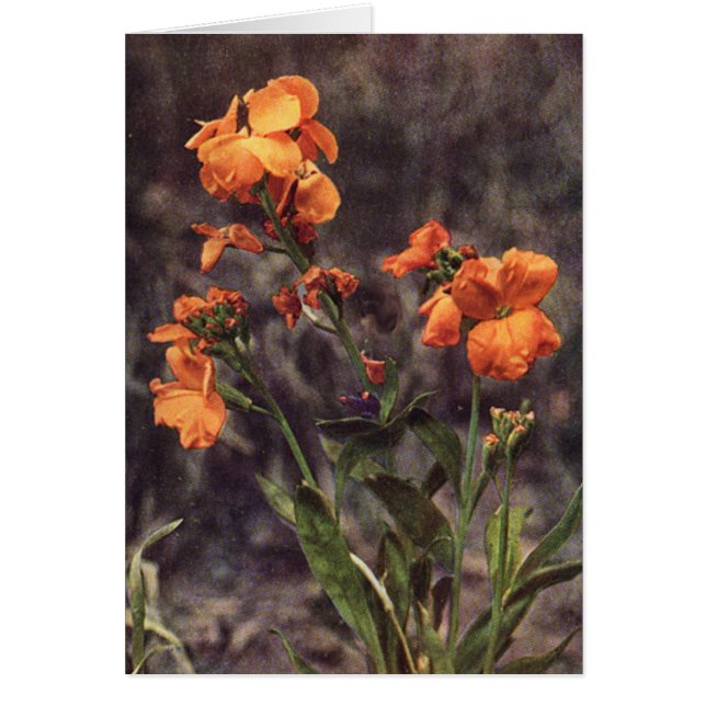 Wildblume: Wallflower Card (Vorne)