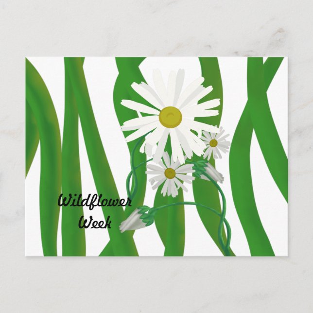 Wildblume Week Daisy Postkarte (Vorderseite)