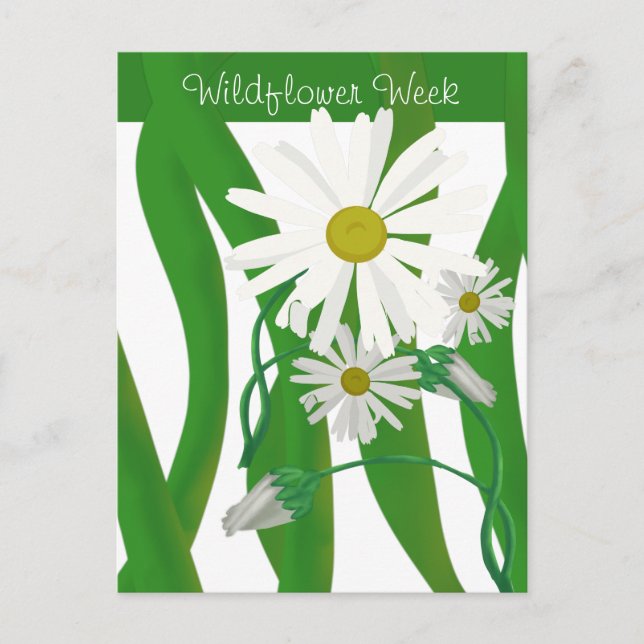Wildblume Woche Daisy Postkarte (Vorderseite)