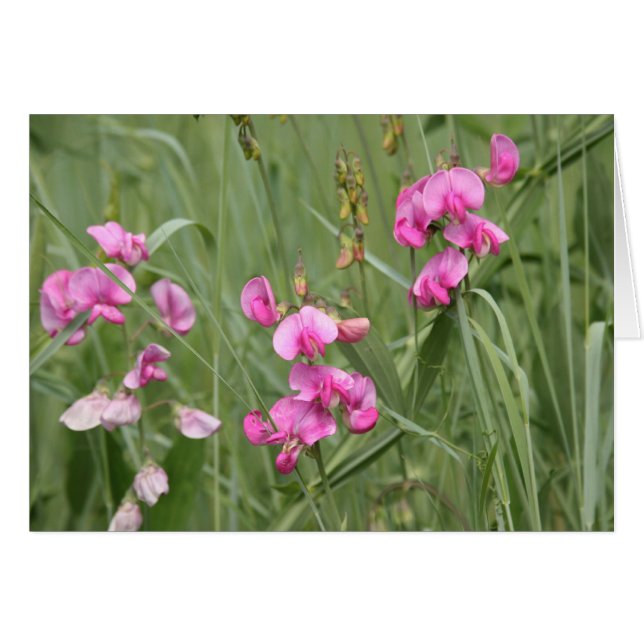 Wildblumen (Vorderseite (Horizontal))