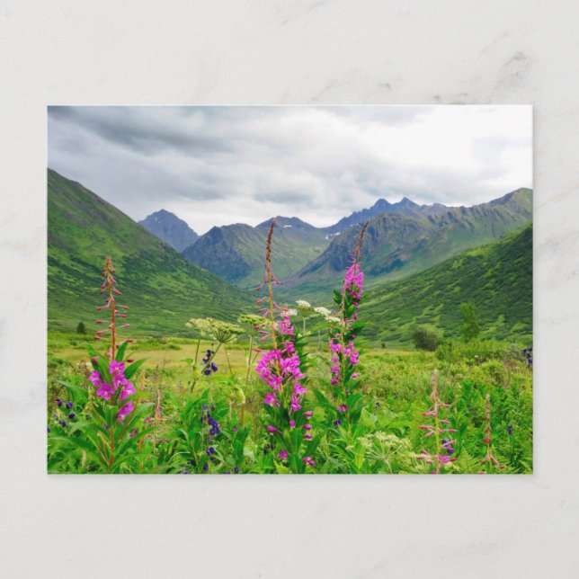 Wildblumen Alaskan Valley Postkarte (Vorderseite)