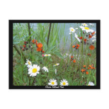 Wildblumen am Glacier