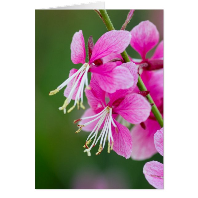 Wildblumen Anpassbare Textgrüßkarte (Vorne)