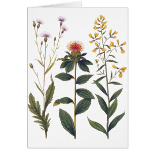 Wildblumen-antike botanische Illustration Bertuch