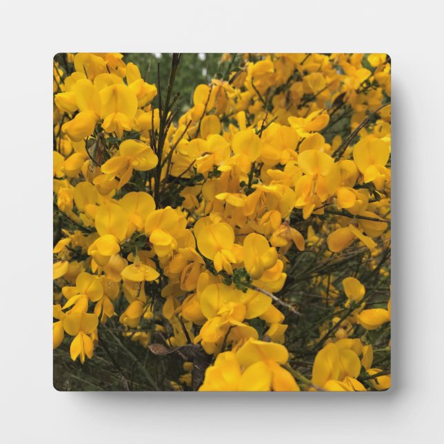 Wildblumen auf dem Weg, Oregon Fotoplatte (Vorderseite)