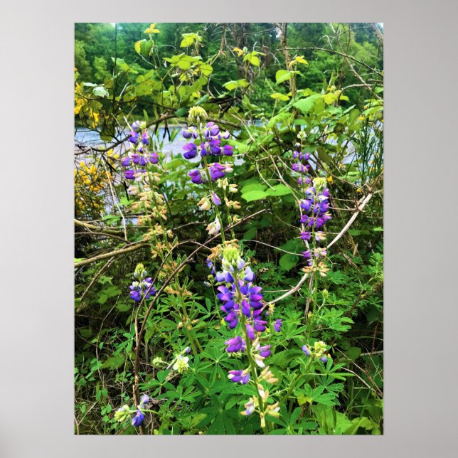 Wildblumen auf dem Weg, Oregon Poster (Vorne)